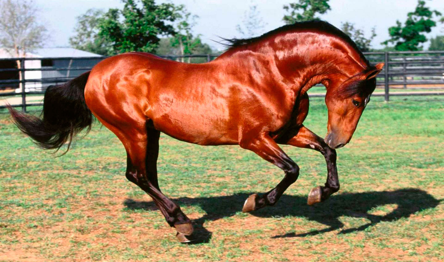 Characteristics of the Arab Horse