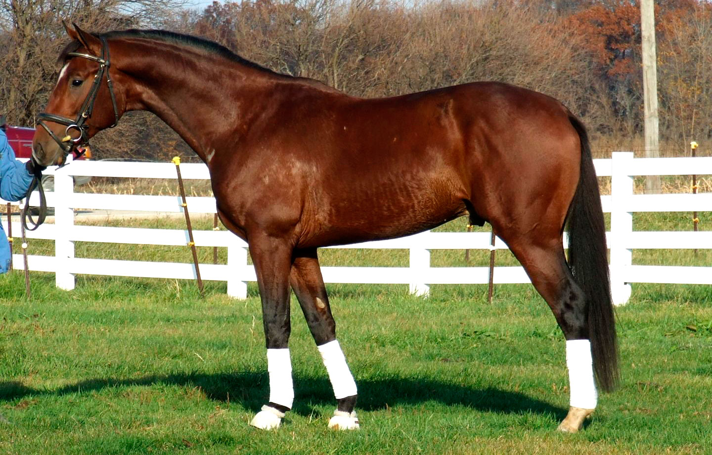 Characteristics of the Holsteiner Horse
