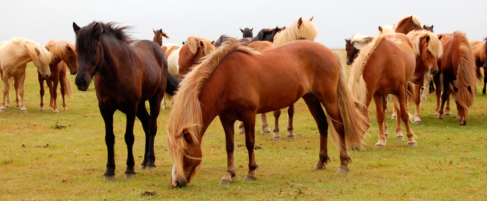 Characteristics of the Icelandic Horse