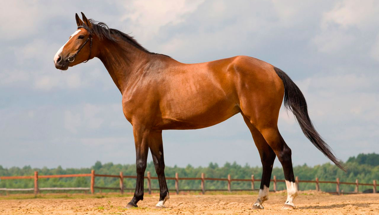 Characteristics of the Westphalian Horse