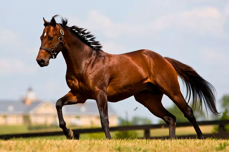 Characteristics of the Thoroughbred Horse