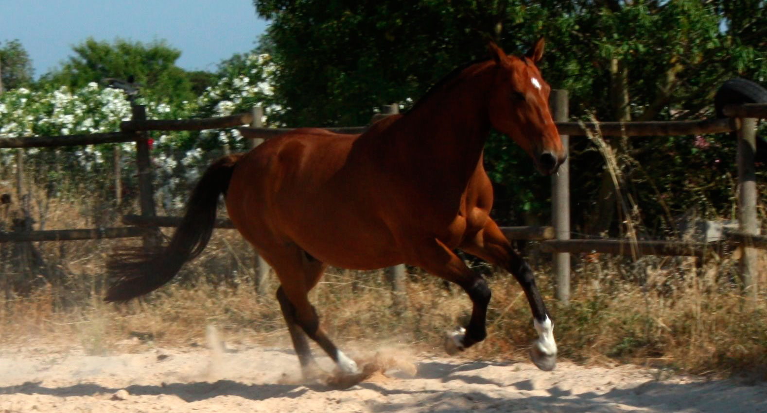 Characteristics of the Selle Francais Horse