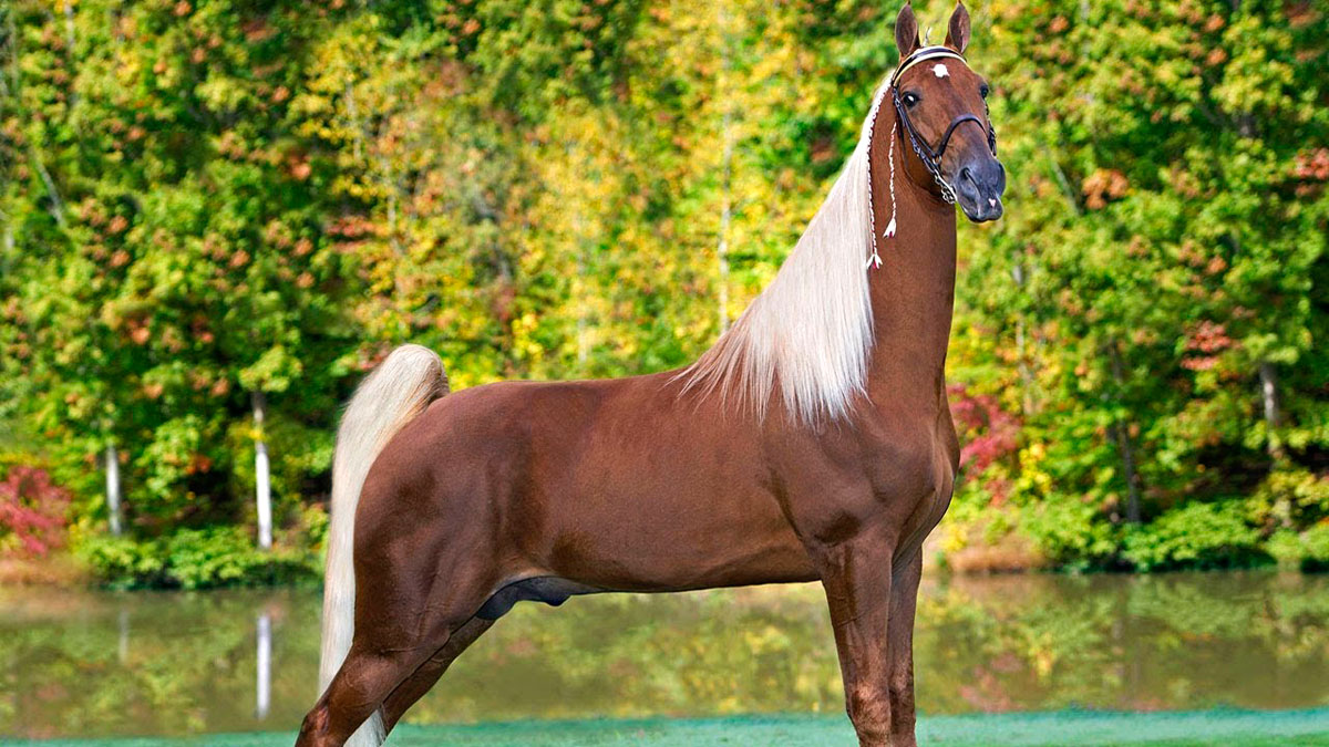 Características del Tennessee Walking Horse