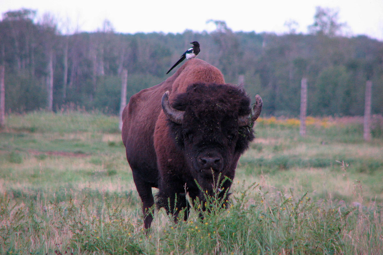 Buffalo Alberta