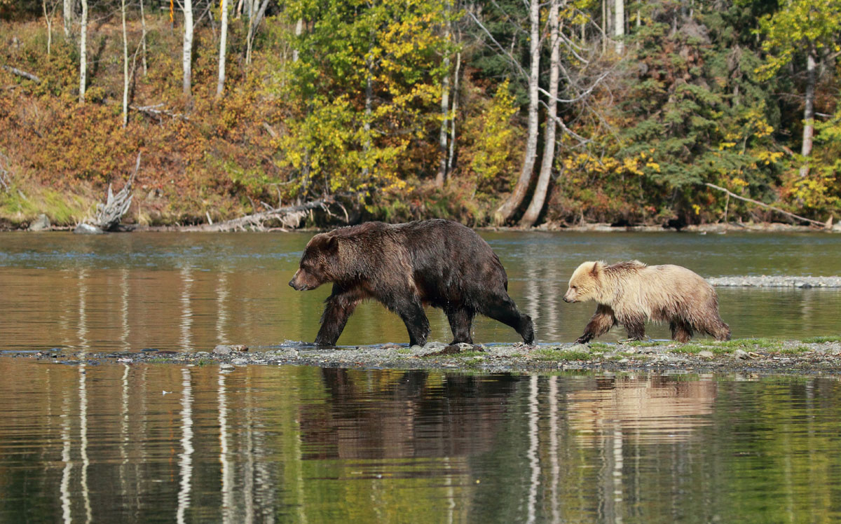 Ours dans le parc Tsylos