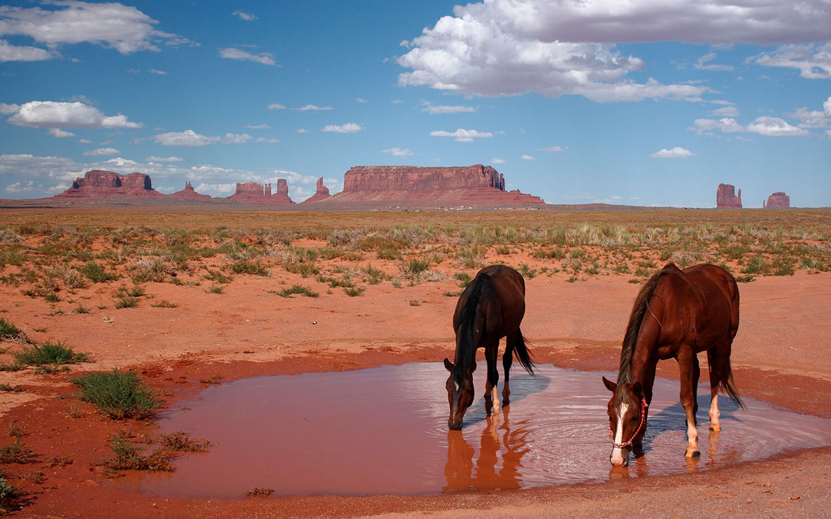 Pferde trinken Arizona