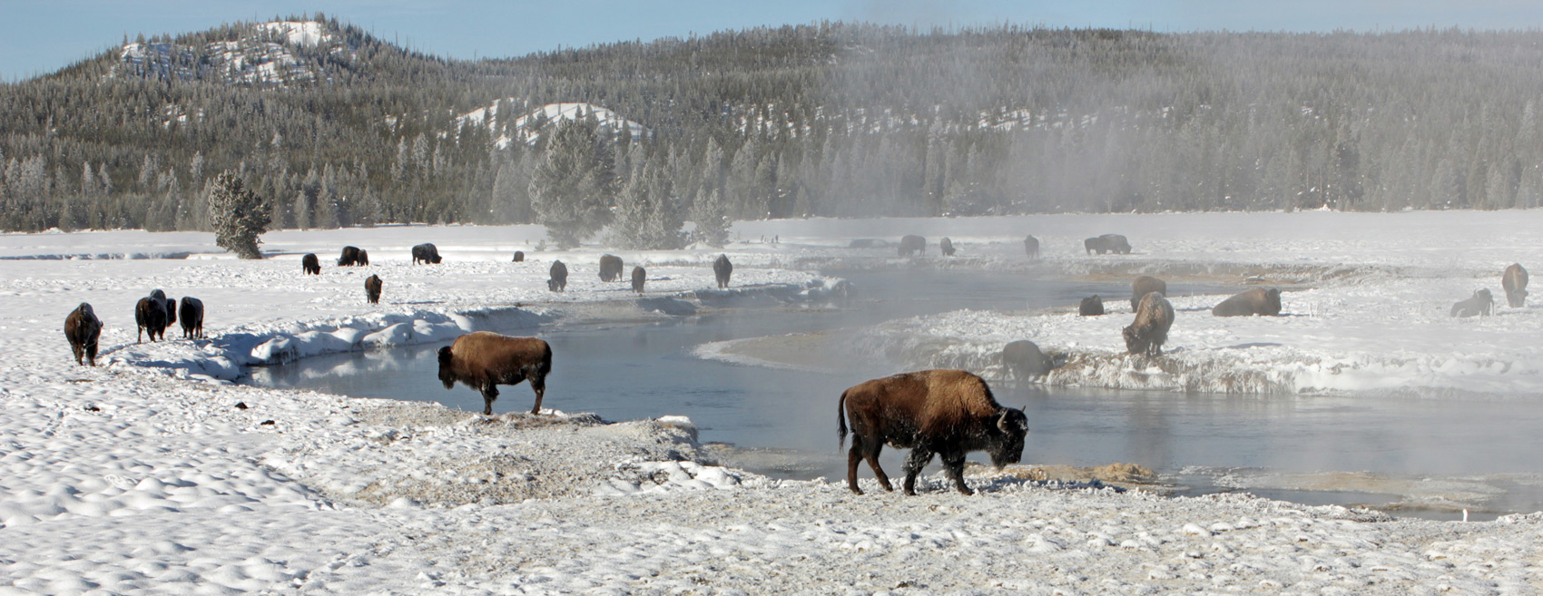bisons in yellowstone national park 