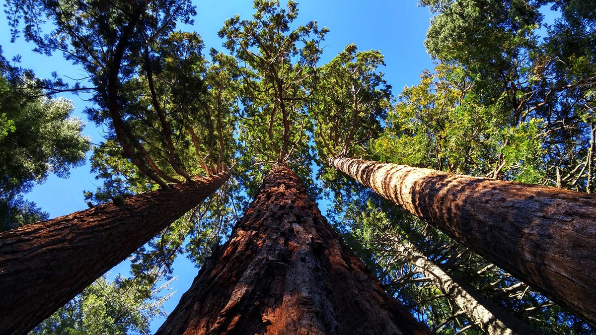 Forêt de séquoias géants