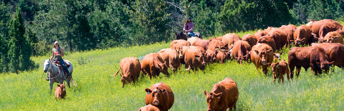 Das Vieh führen Montana