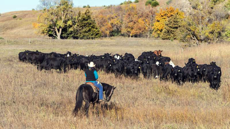 Moving cattle Nebraska