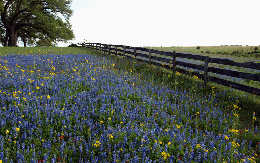 Texas Ranch Life fleurs sauvages
