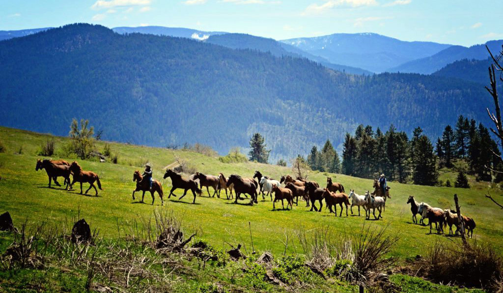 Guiando los caballos Washington