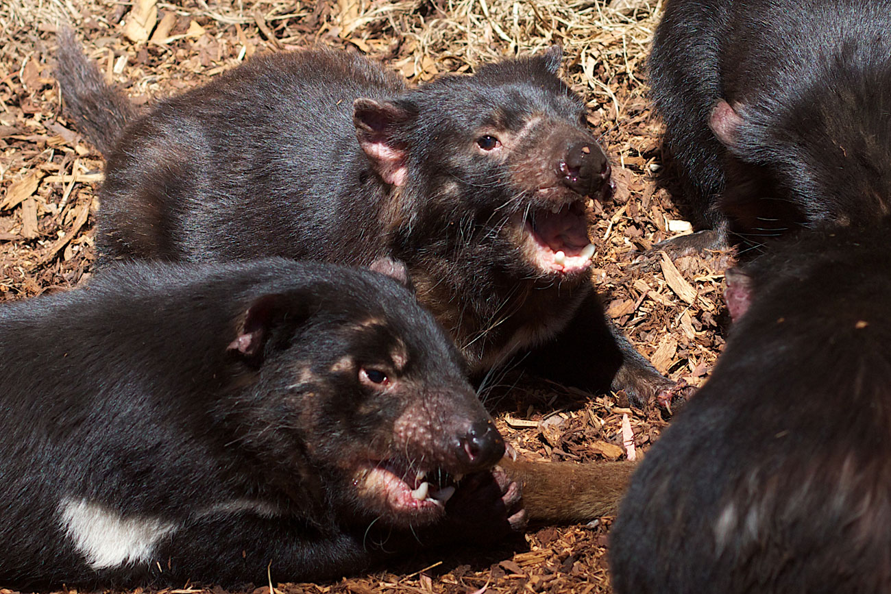 Tasmanian devil