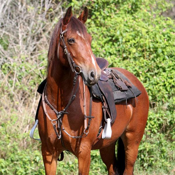 horse Sandy