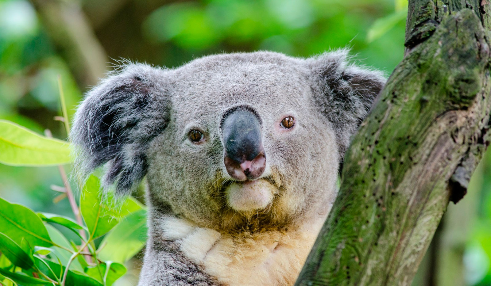 Koala - Fauna of Oceania