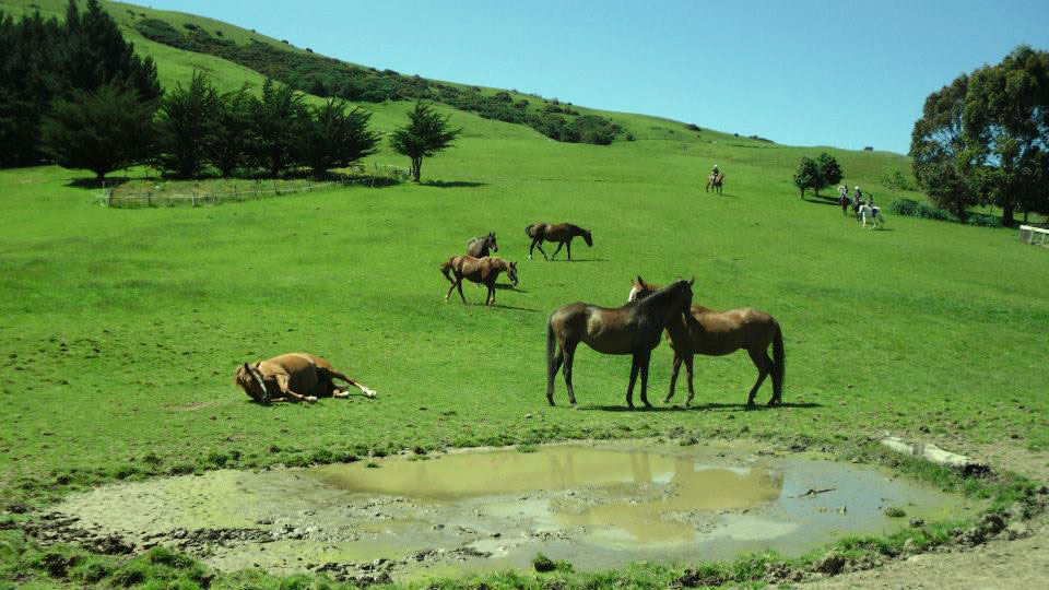 Caballos en el prado