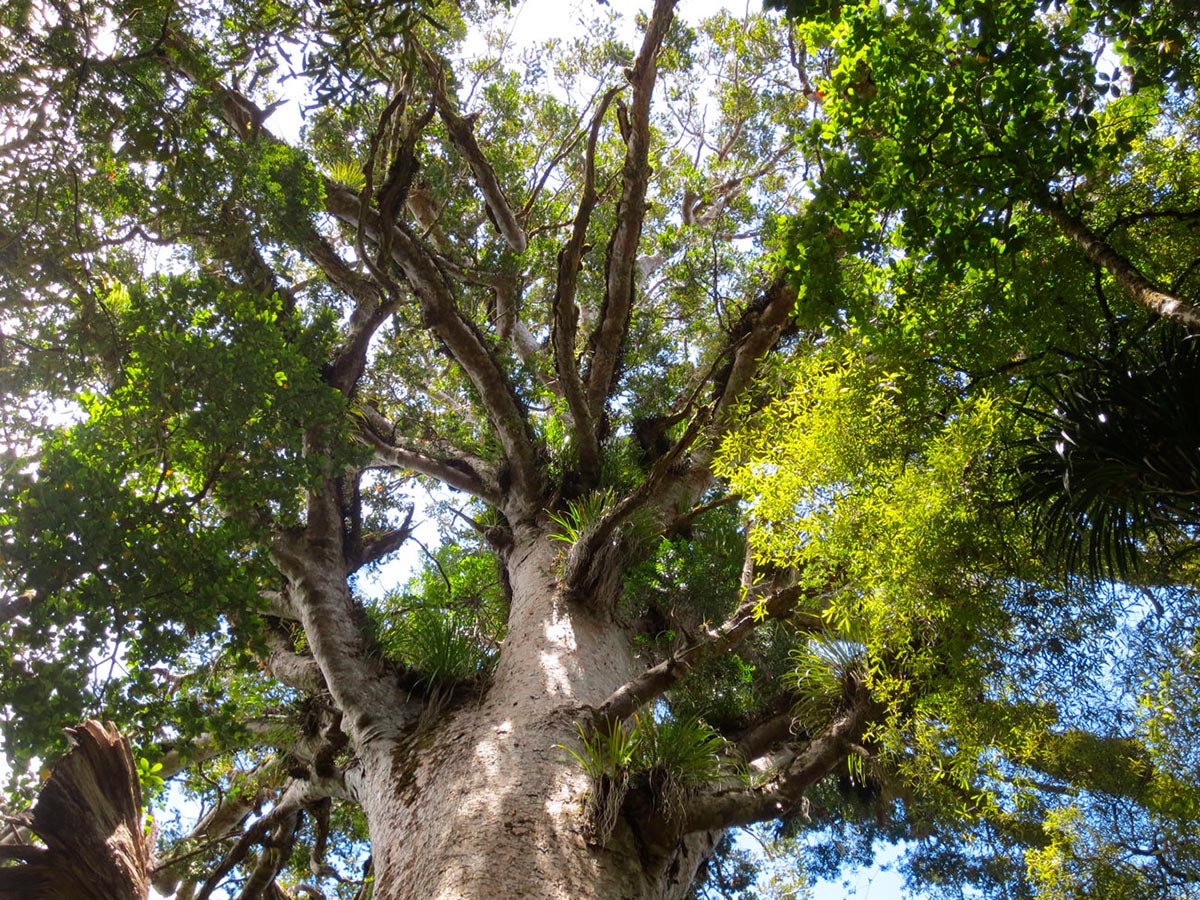 kauri