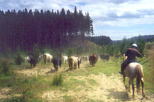 Cattle grazing