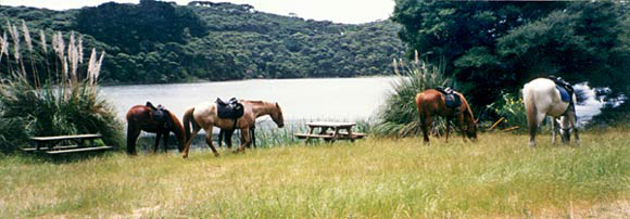 Chevaux au bord du lac Otatoa