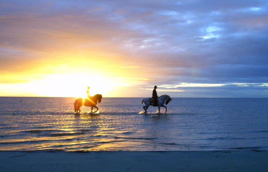 Horses by the beach