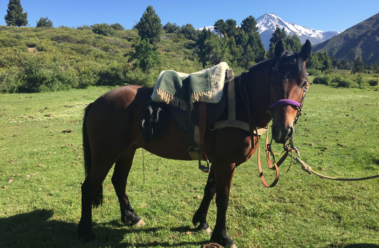 Horse in Chile