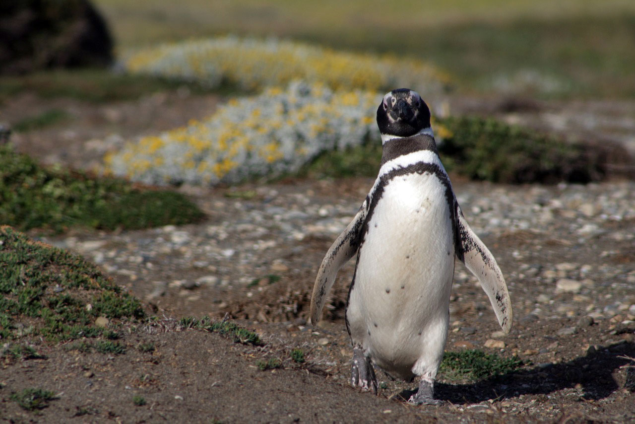 Penguin