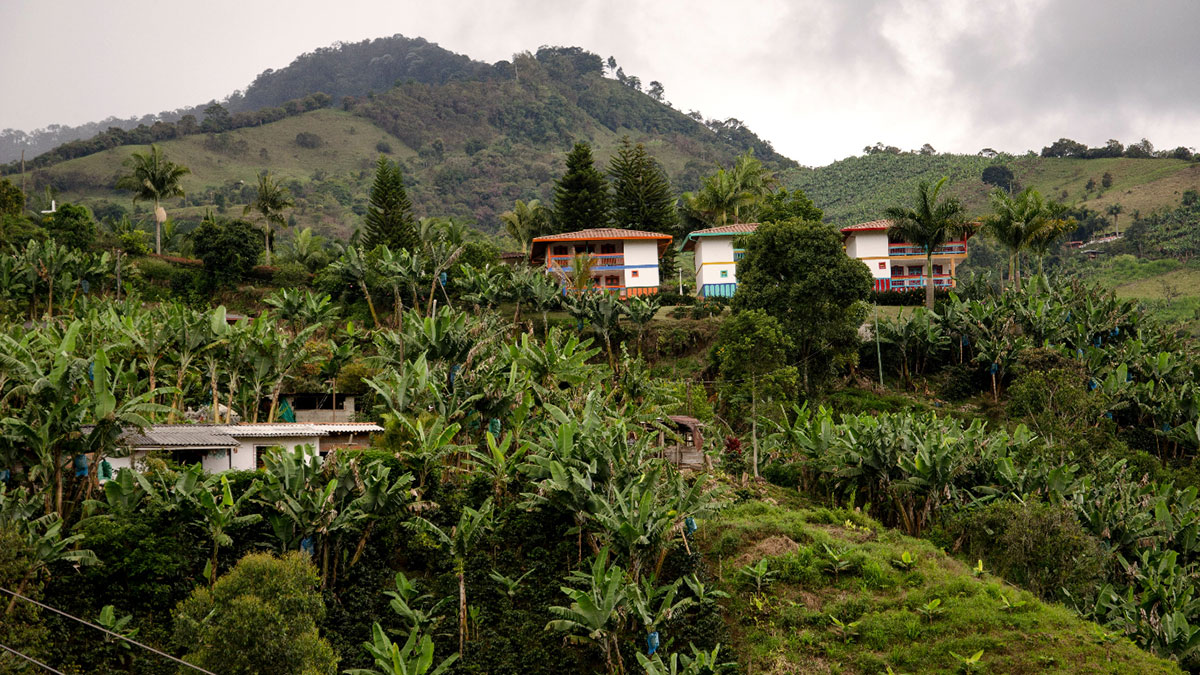 Zone de cultive du café Colombie