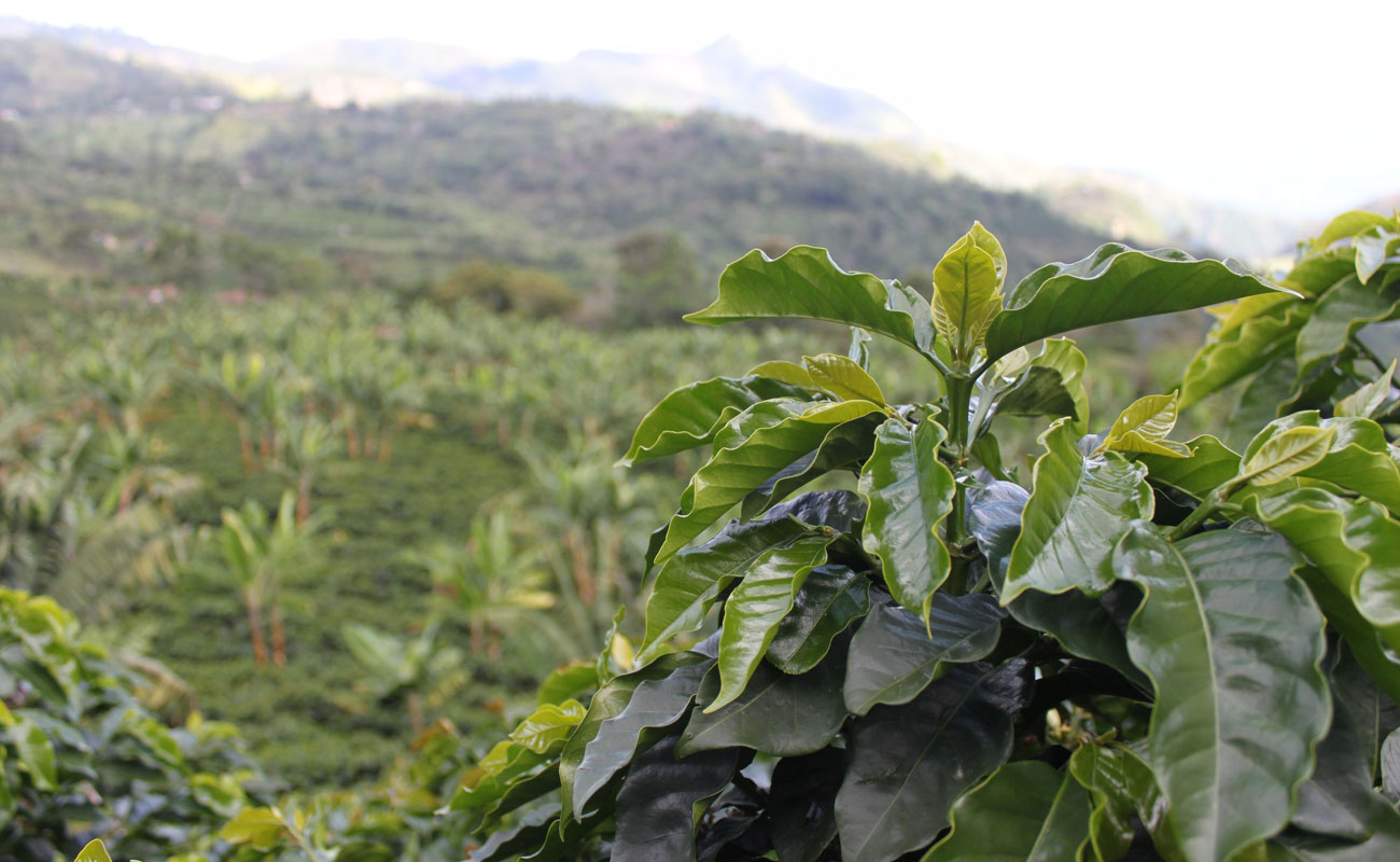 Colombia coffee plantations
