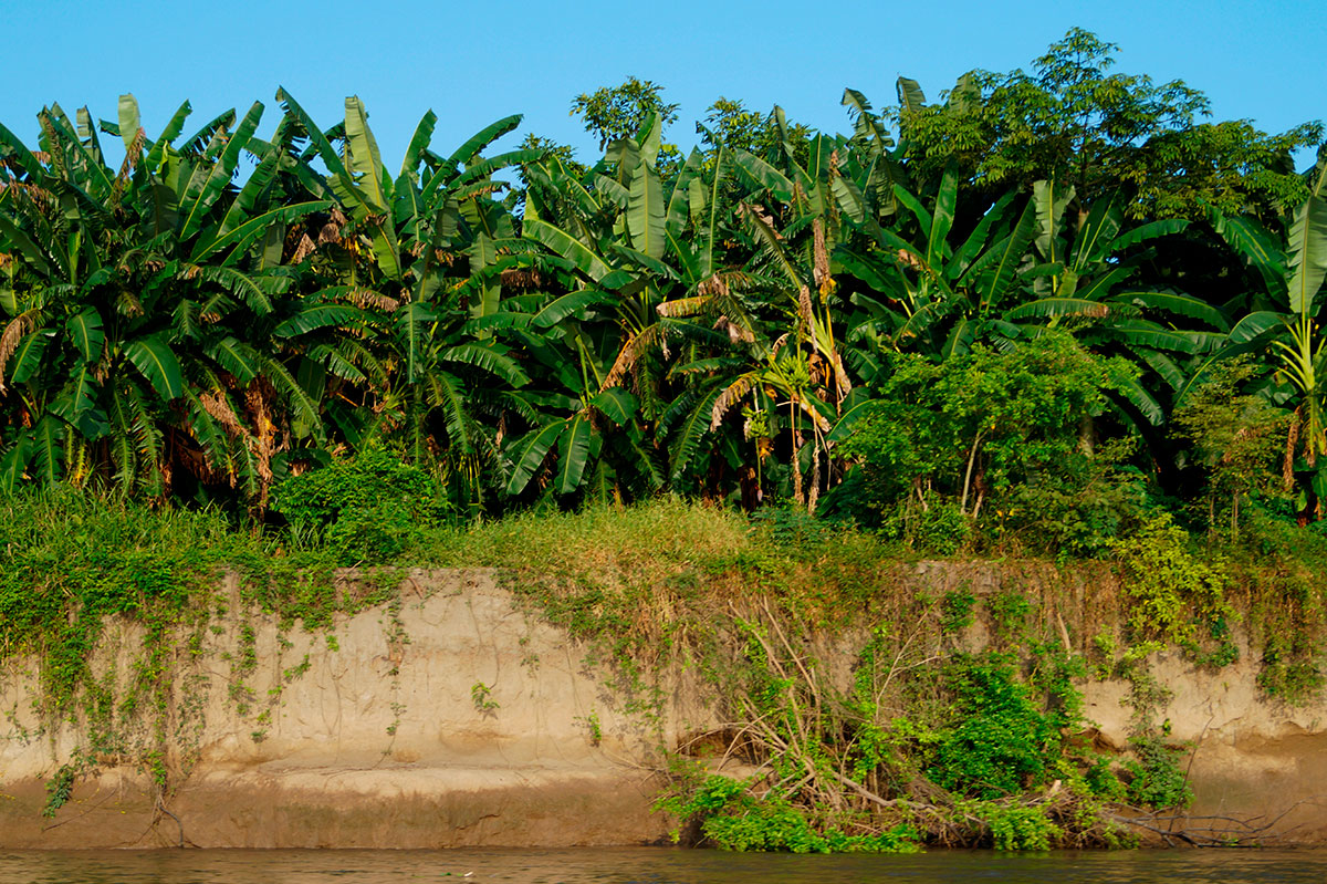 Amazon jungle Colombia