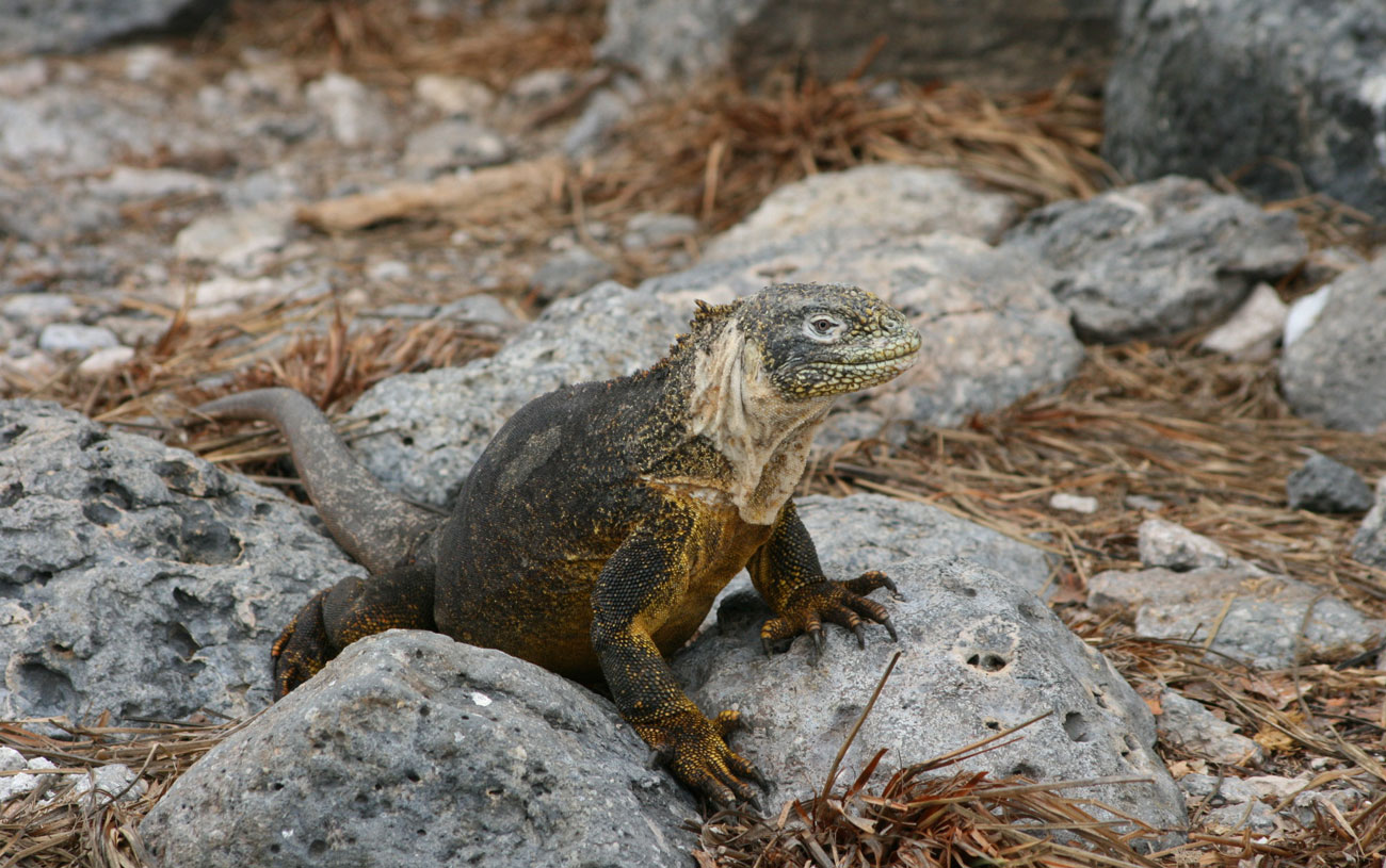 Iguana