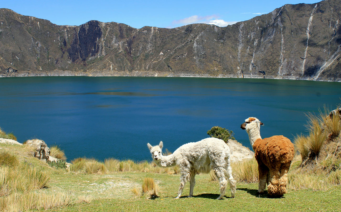 Llamas in Quilontoa Crater Lake