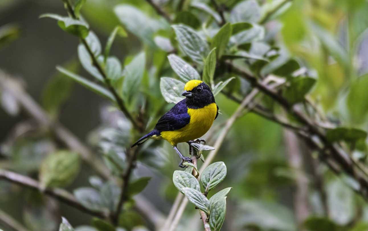 Tanager bird