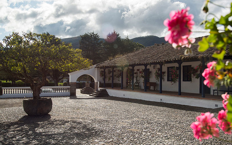 Tree Courtyard