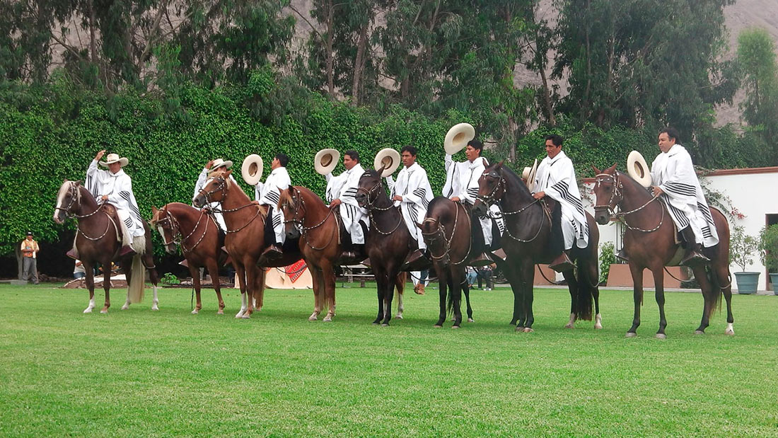 Peruvian horses