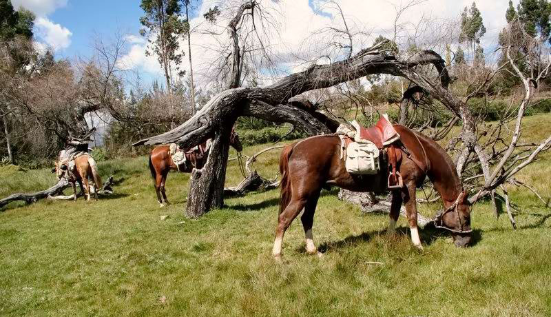 Chevaux péruviens