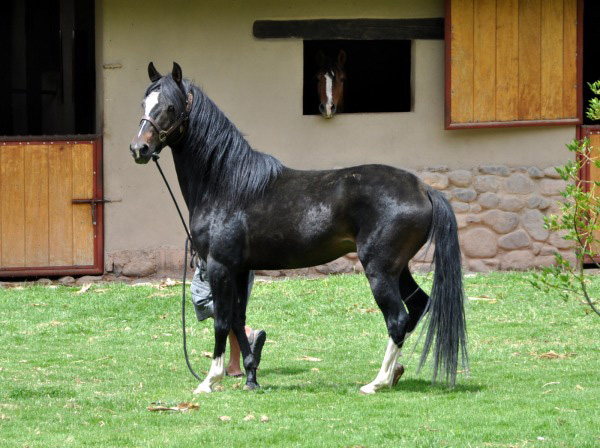 Horse in Peru