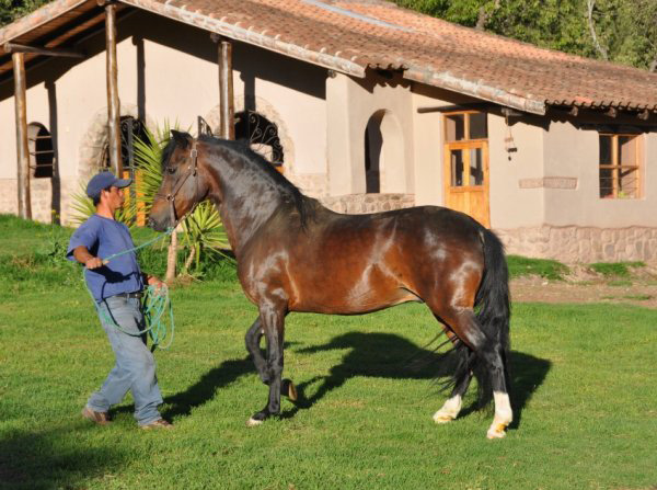 Peru Horse