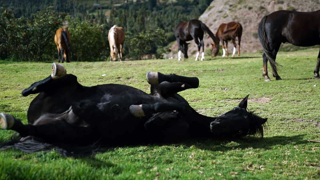 Chevaux heureux