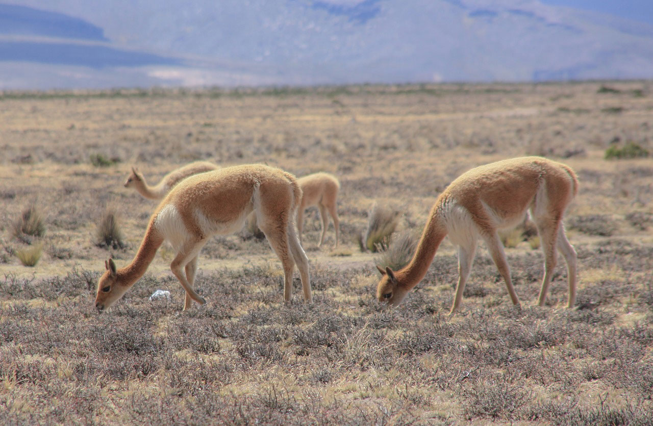 vicuna