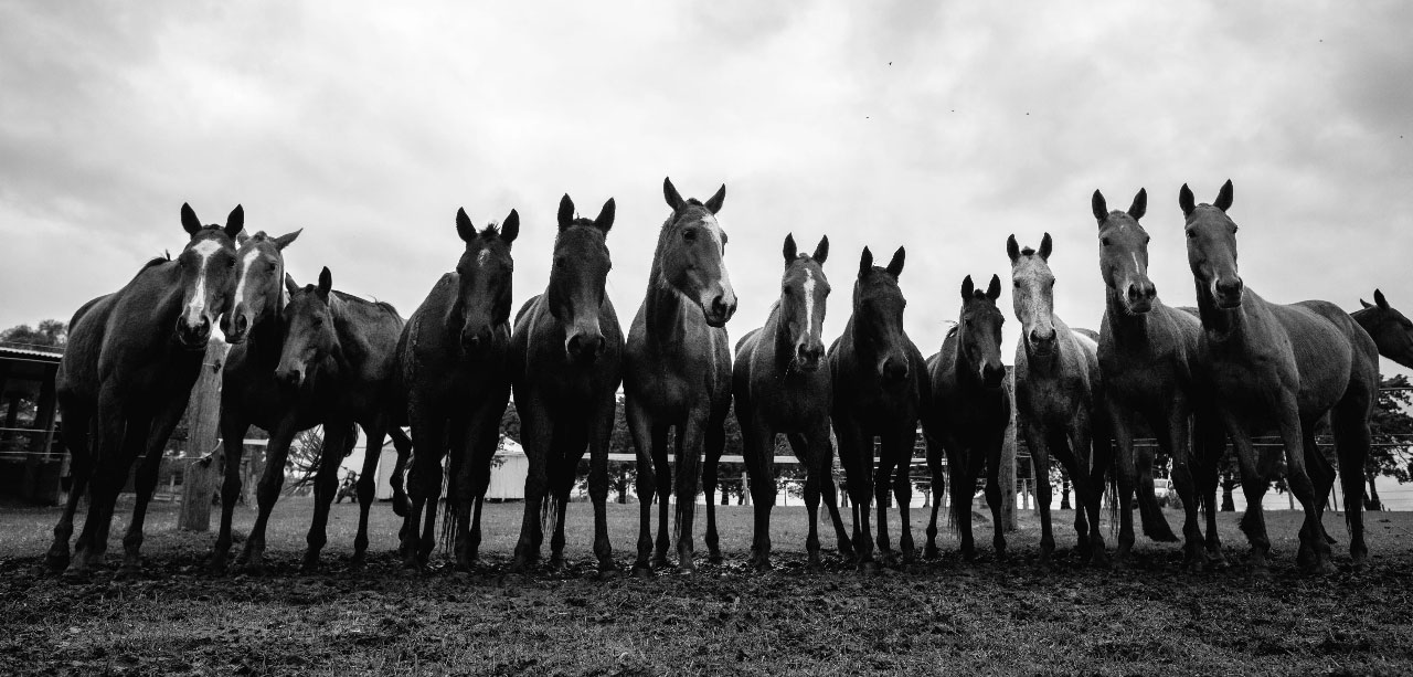 Horses Uruguay