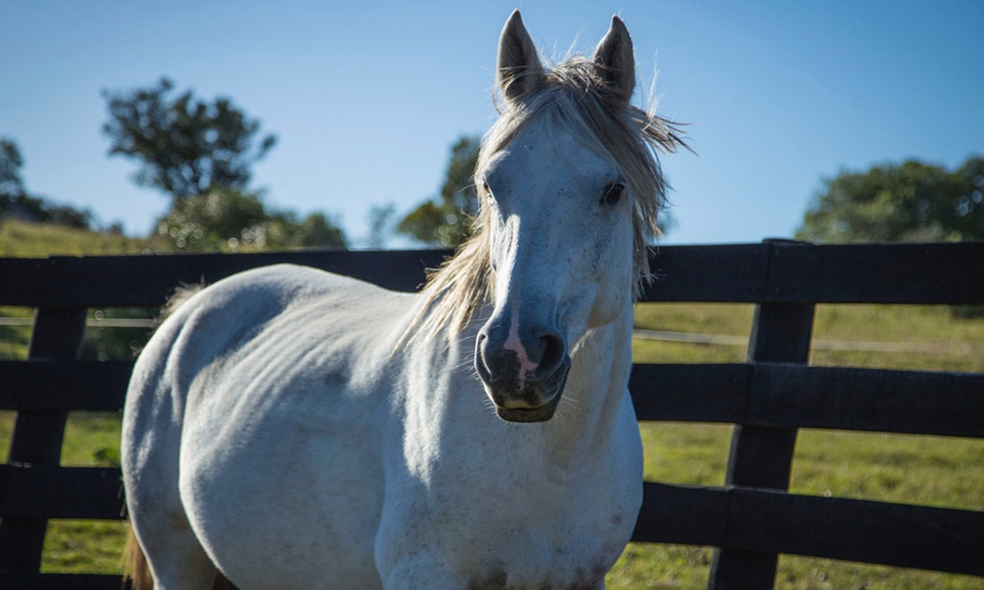 Horse Uruguay