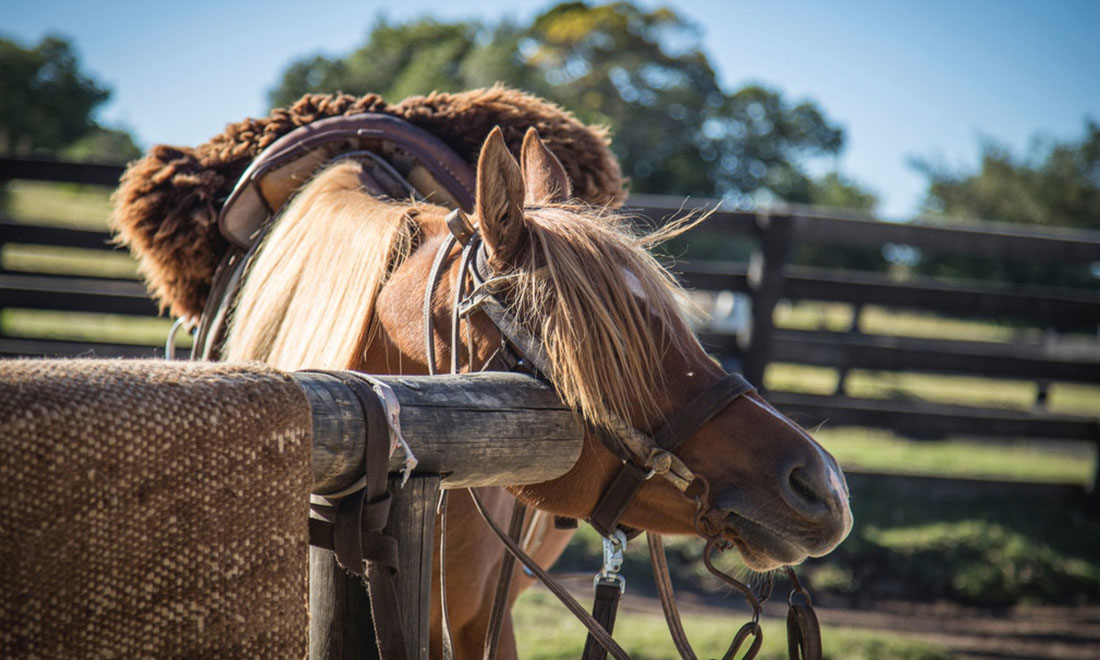 Uruguay horse