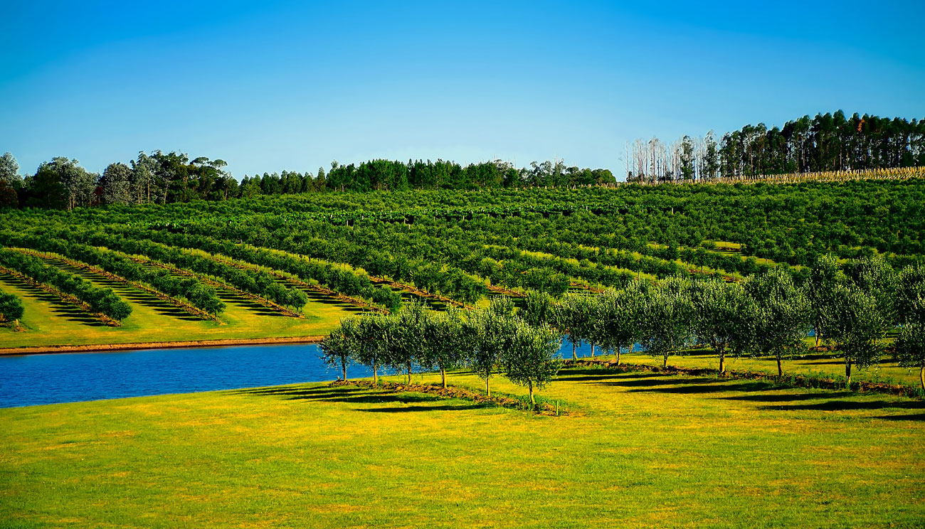 Orchard Uruguay