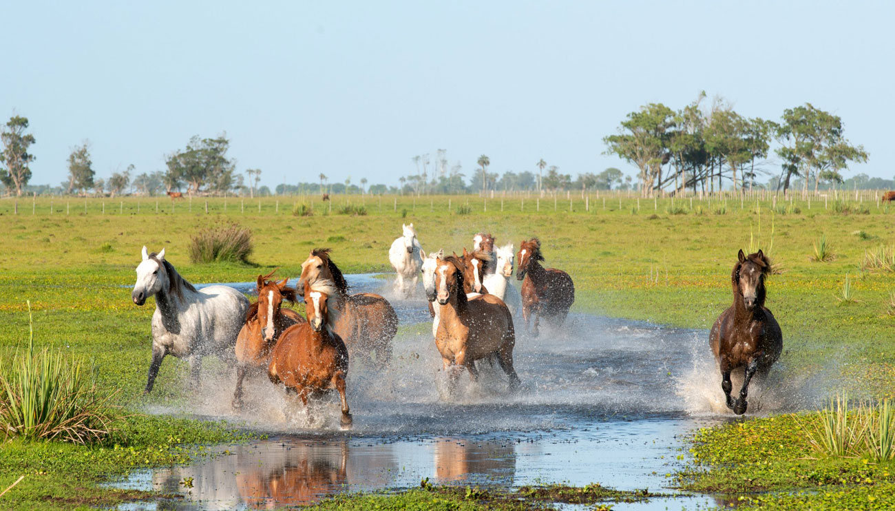 horses