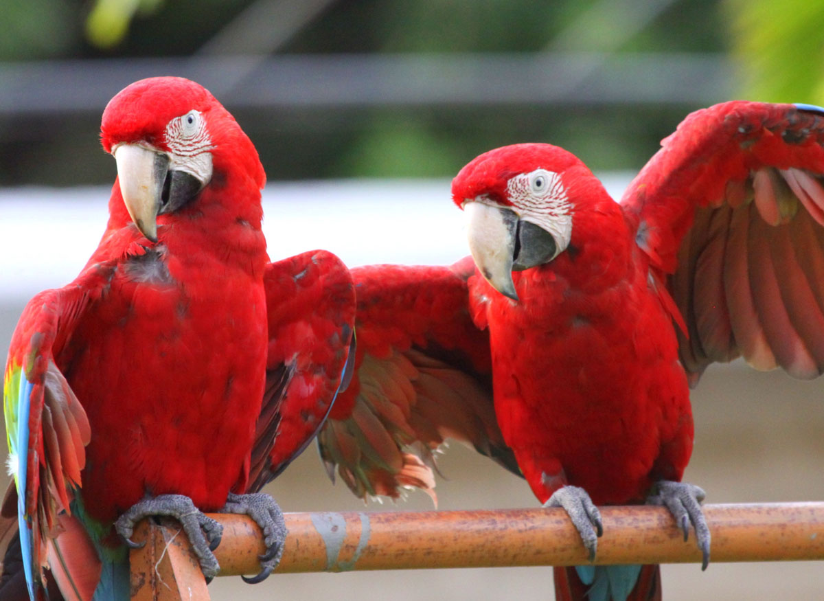 Macaws