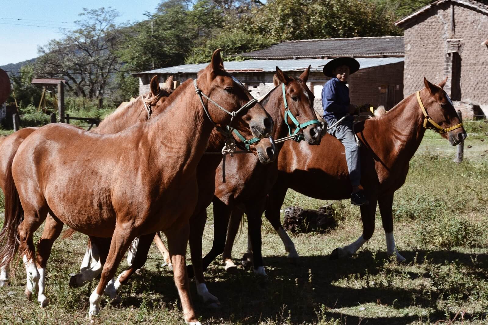 Peruvian Paso horse 3