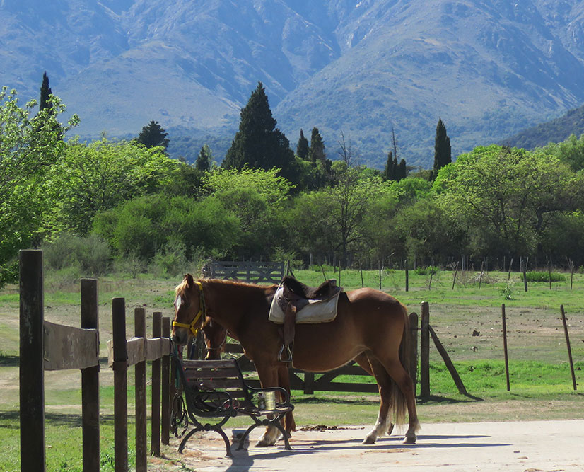 Pferde Estancia Haras Ampascachi