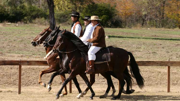 Learn to ride in Peruvian Paso Horse