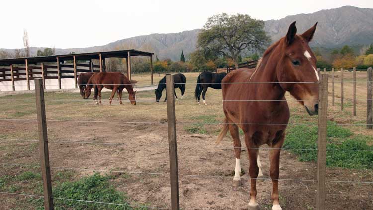 Peruvian Paso Horses in Ampascachi